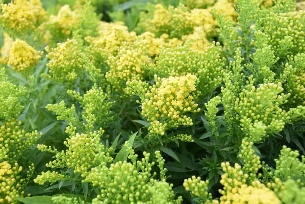 Solidago 'Little Lemon' <span class="hidden specialOffer"></span> ---
